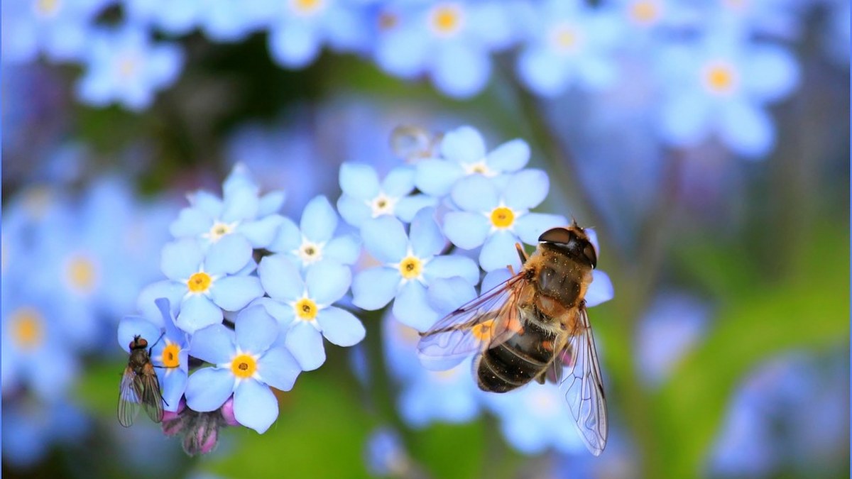 Estudio revela que el polen aumenta el riesgo de contraer Covid-19