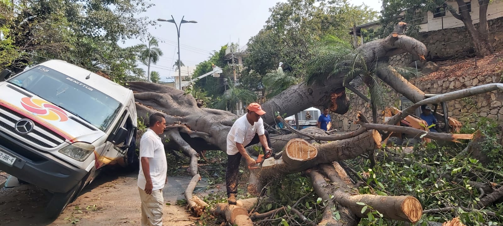 Retiran árbol caído en Costera; liberan circulación