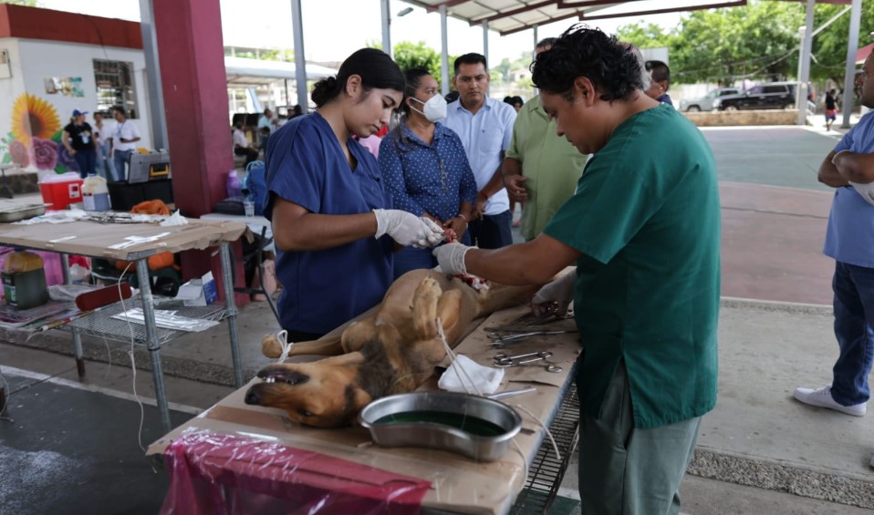 Campaña de esterilización a mascotas llega a la colonia Zapata