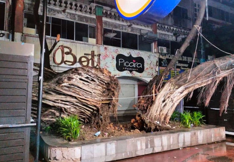Atienden caída de árboles en el Zócalo de la ciudad
