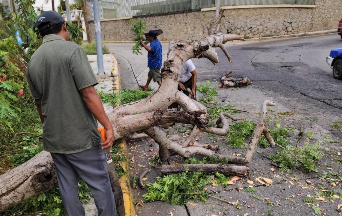 Retiran árboles colapsados en la Costera Vieja