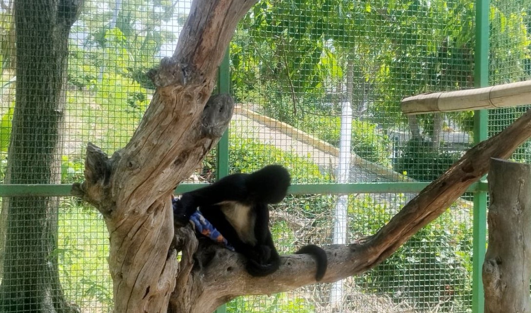 Trasladan a monos araña del Zoochilpan al Parque Papagayo