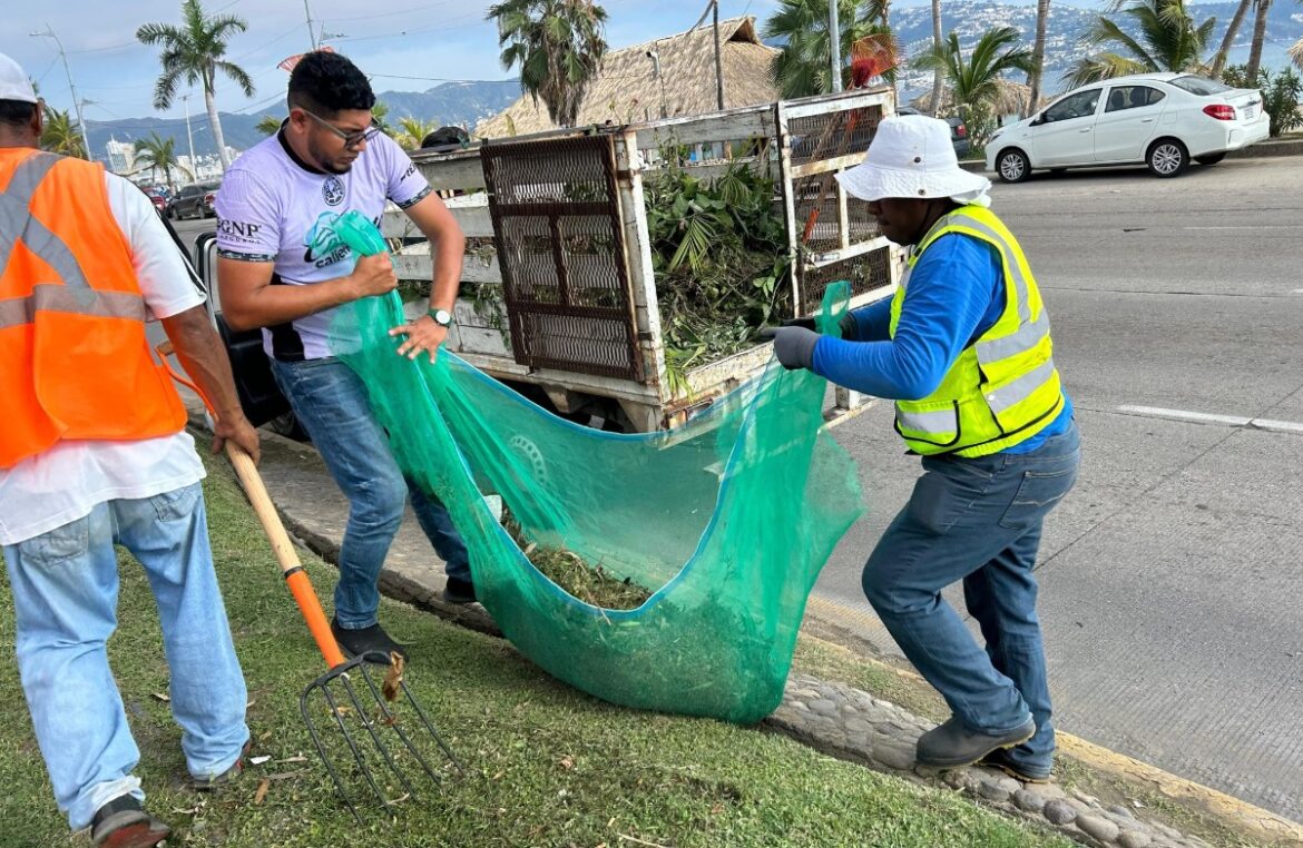 Embellecen camellón de la franja turística del puerto