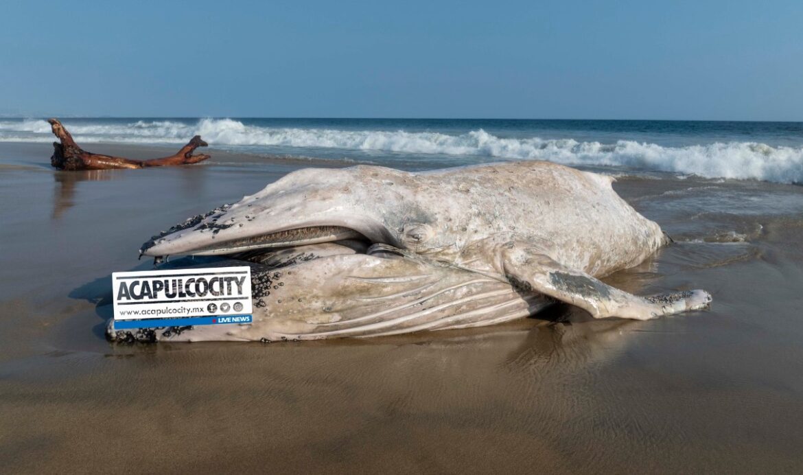 Muere ballena atrapada en red de pesca en la Barra de Coyuca