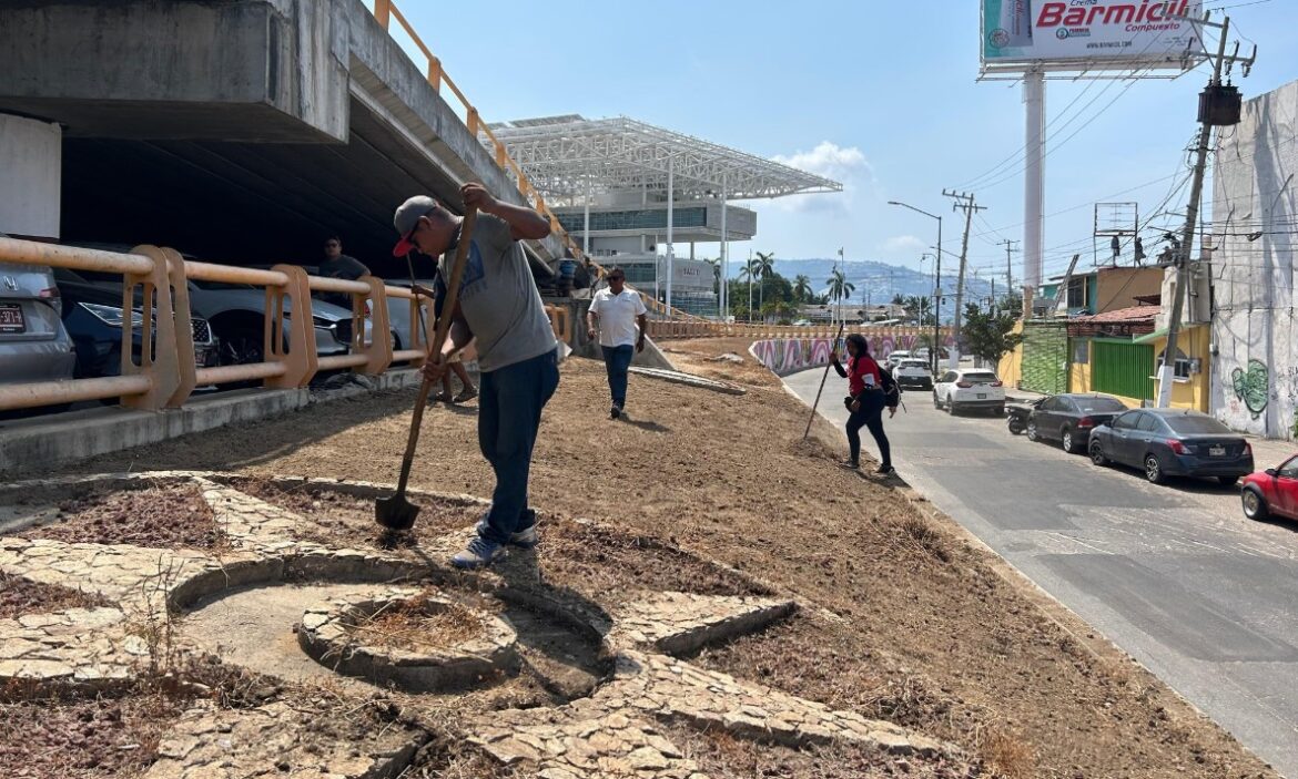 Realizan limpieza y reforestación de áreas verdes en Vía Rápida